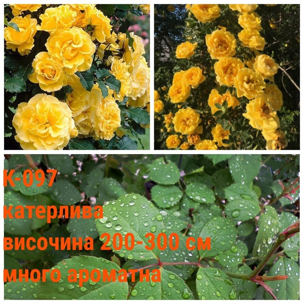 К-097 - Роза в саксия 2 л