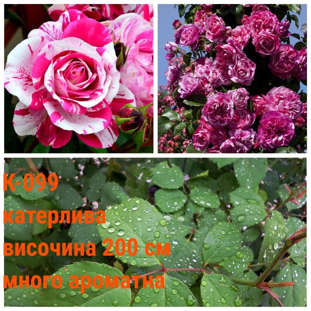 К-099 - Роза в саксия 2 л