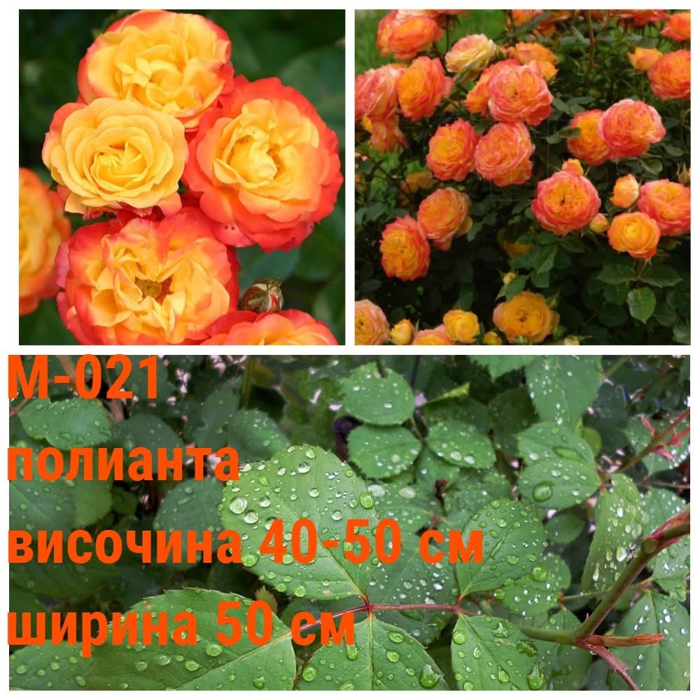 М-021 - Роза в саксия 2 л