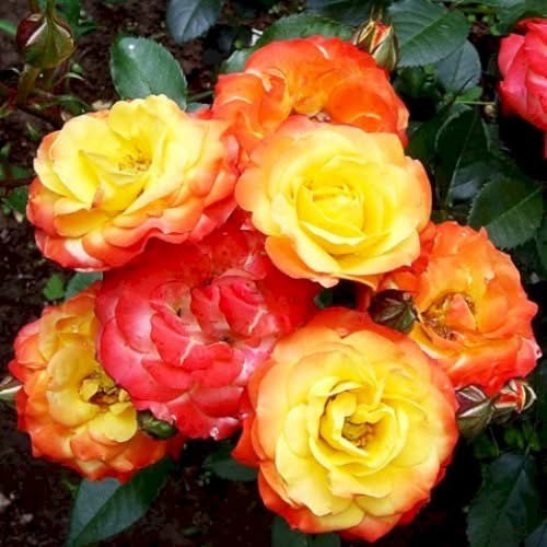 М-021 - Роза в саксия 3 л