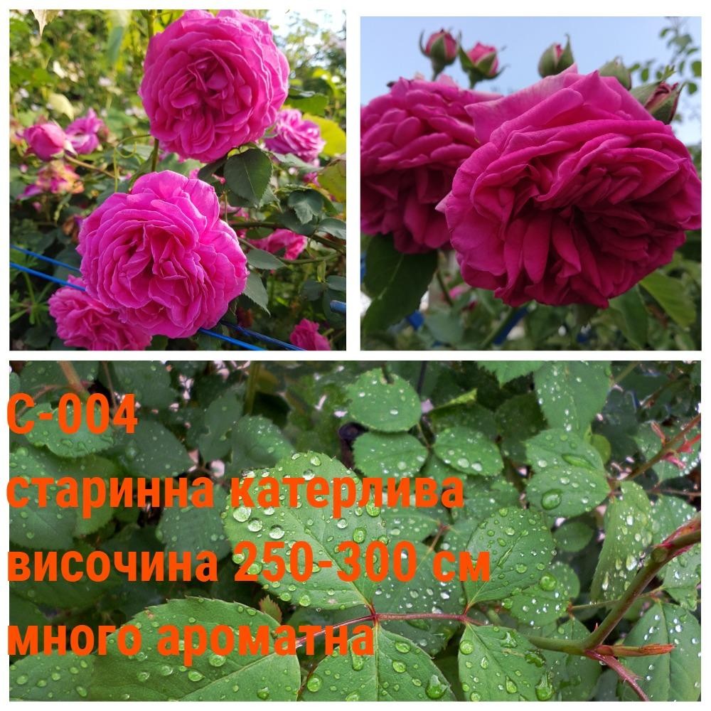 С-004 - Роза в саксия 2 л