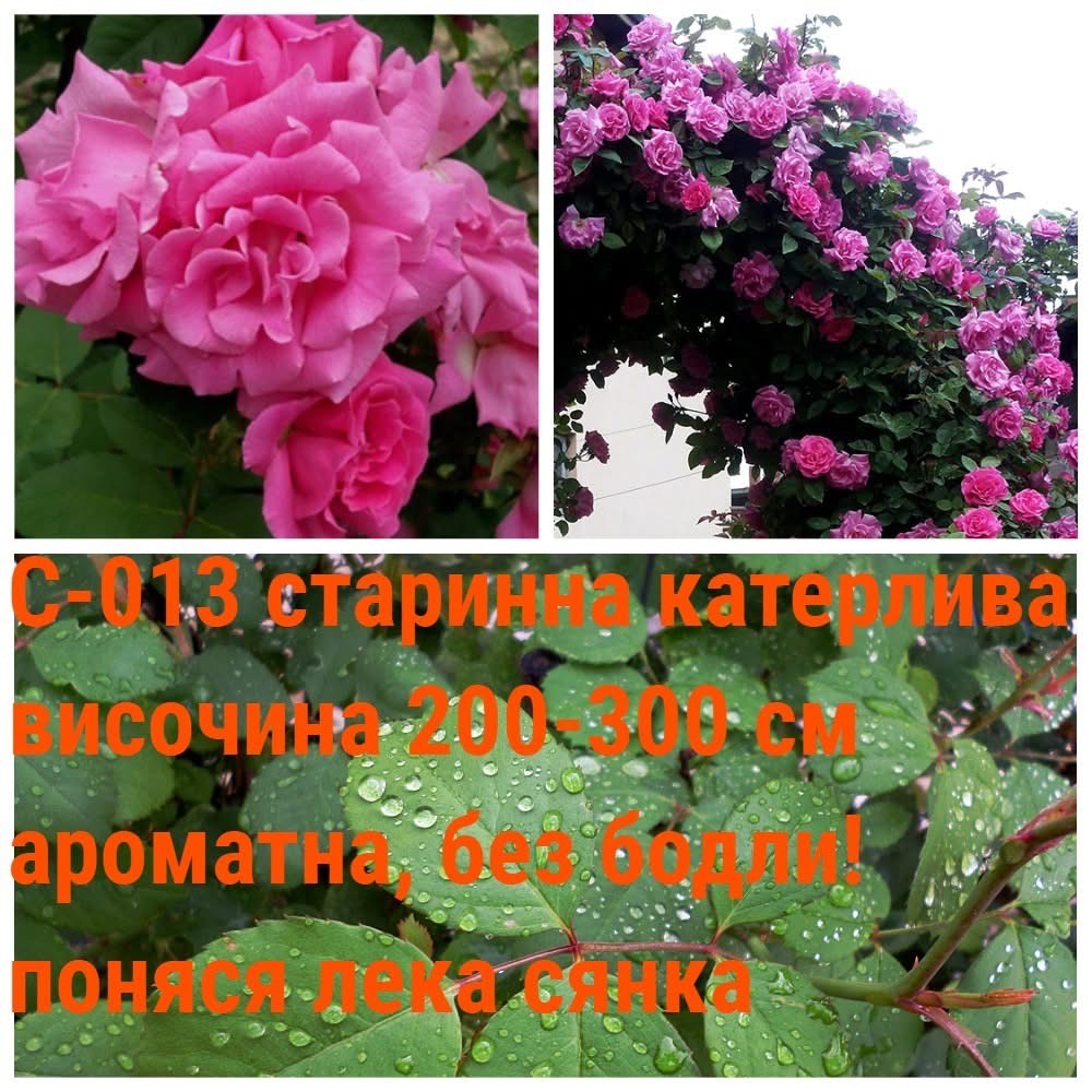 С-013 - Роза в саксия 2 л