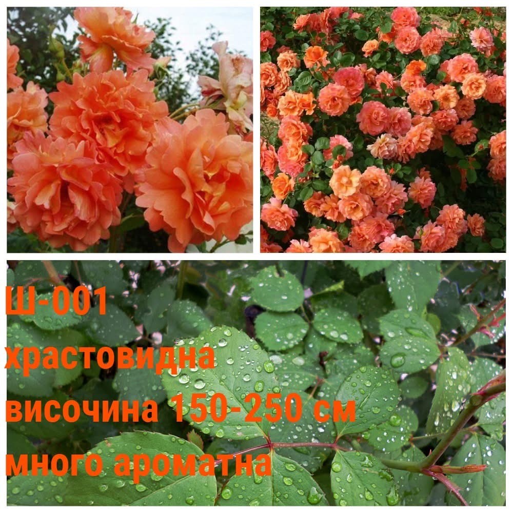 Ш-001 - Роза в саксия 2 л