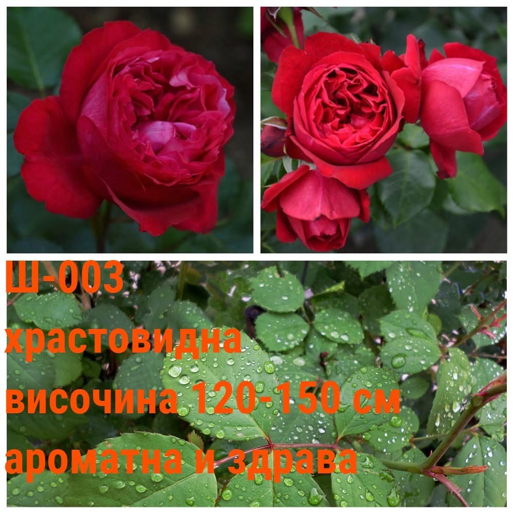 Ш-003 - Роза в саксия 2 л