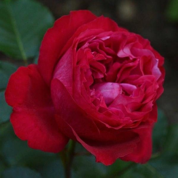 Ш-003 - Роза в саксия 3 л