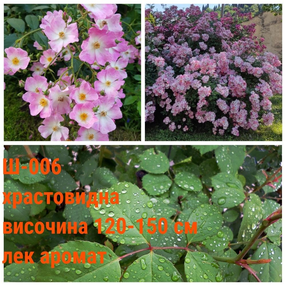 Ш-006 - Роза в саксия 2 л