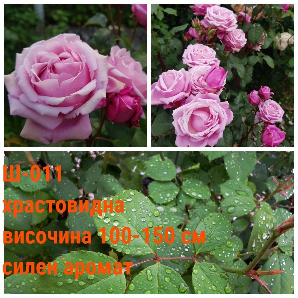 Ш-011 - Роза в саксия 2 л