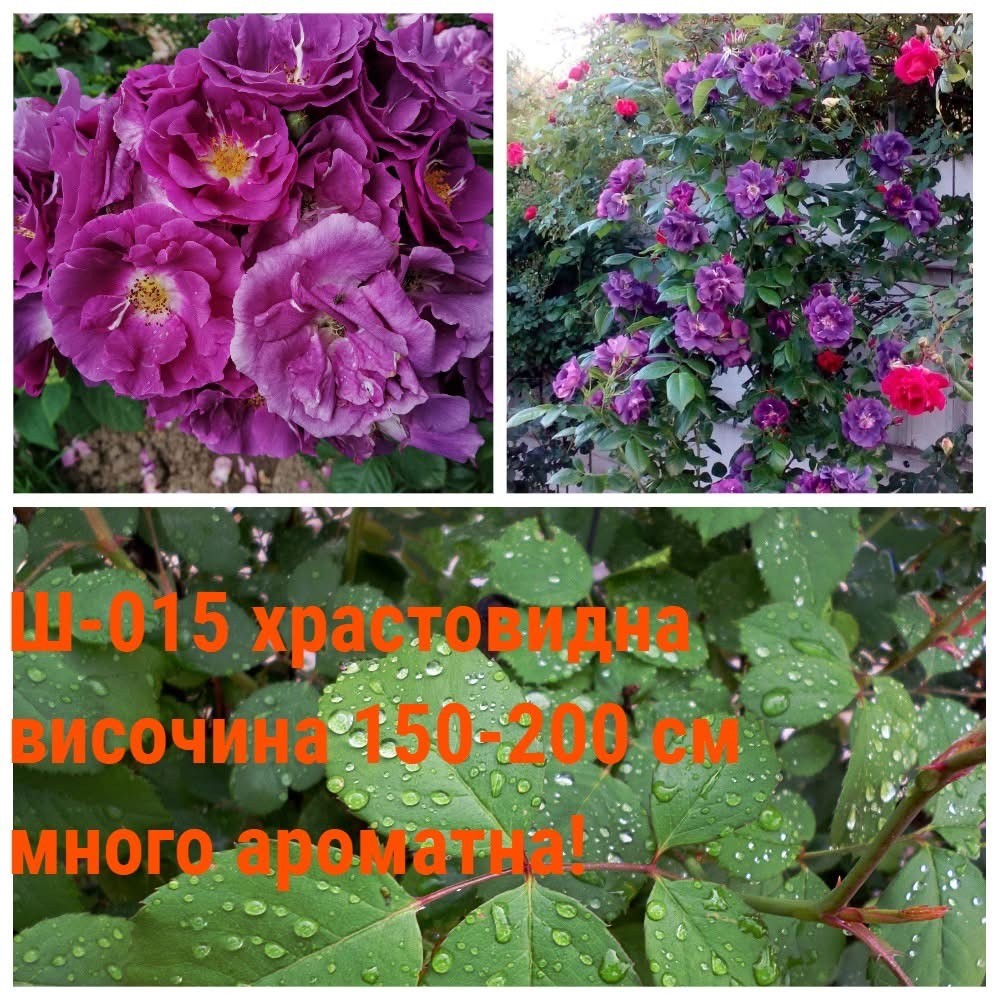 Ш-015 - Роза в саксия 2 л