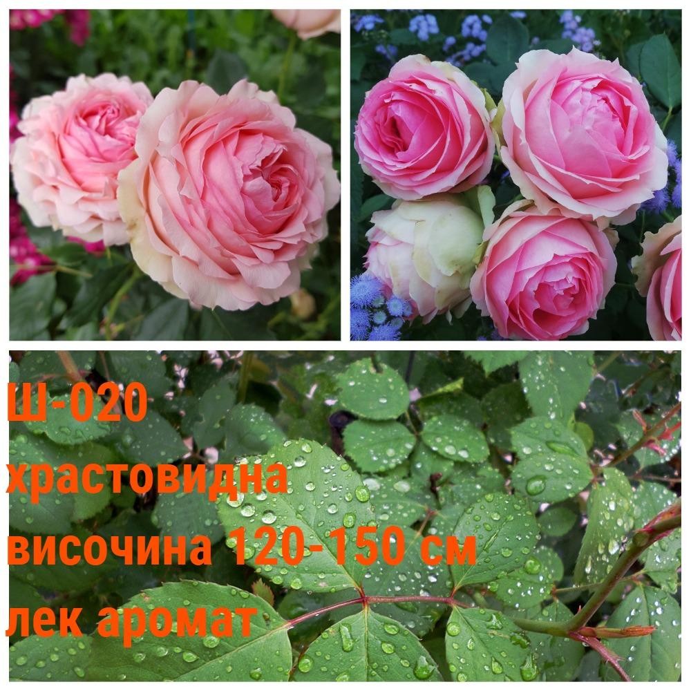 Ш-020 - Роза в саксия 2 л