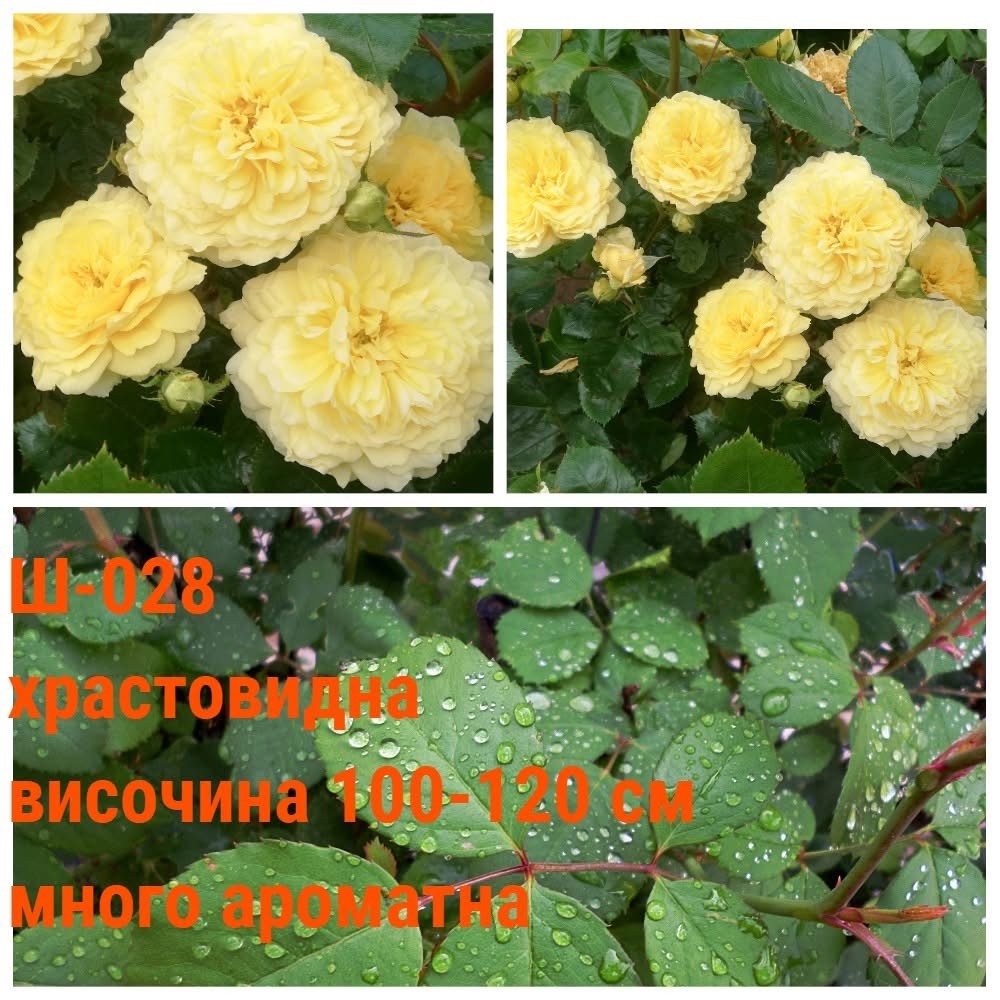 Ш-028 - Роза в саксия 2 л