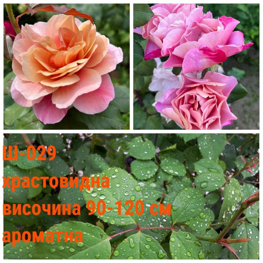 Ш-029 - Роза в саксия 2 л