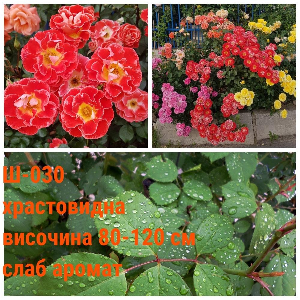 Ш-030 - Роза в саксия 2 л