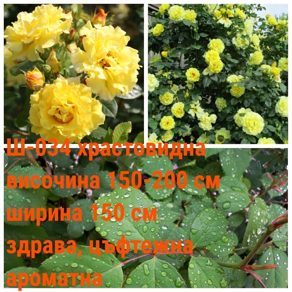 Ш-034 - Роза в саксия 2 л