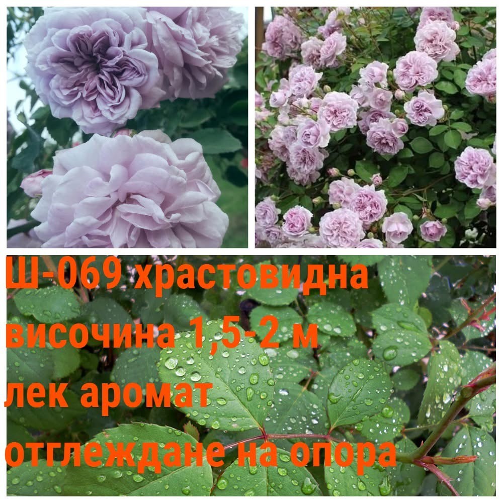 Ш-069 - Роза в саксия 2 л