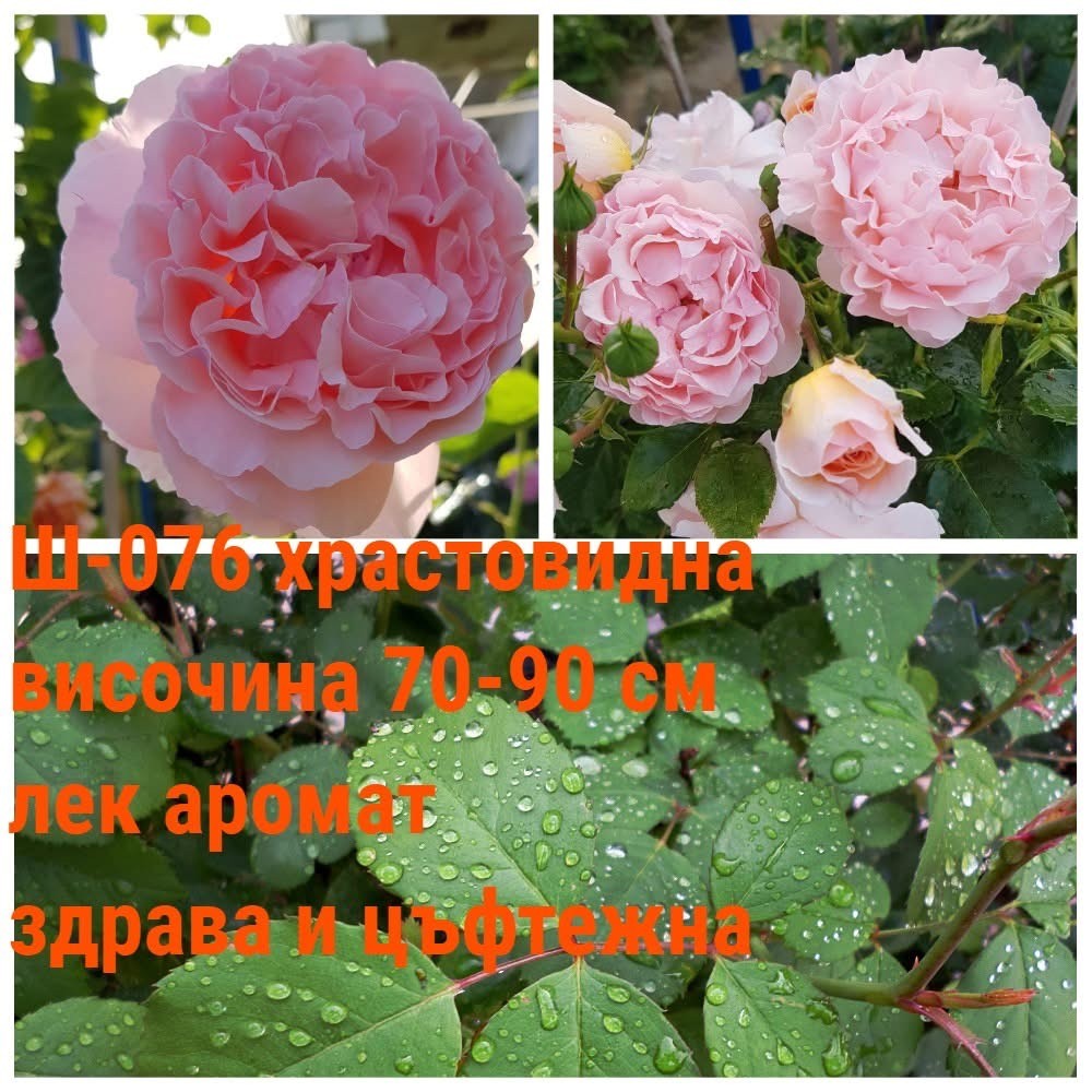 Ш-076 - Роза в саксия 2 л