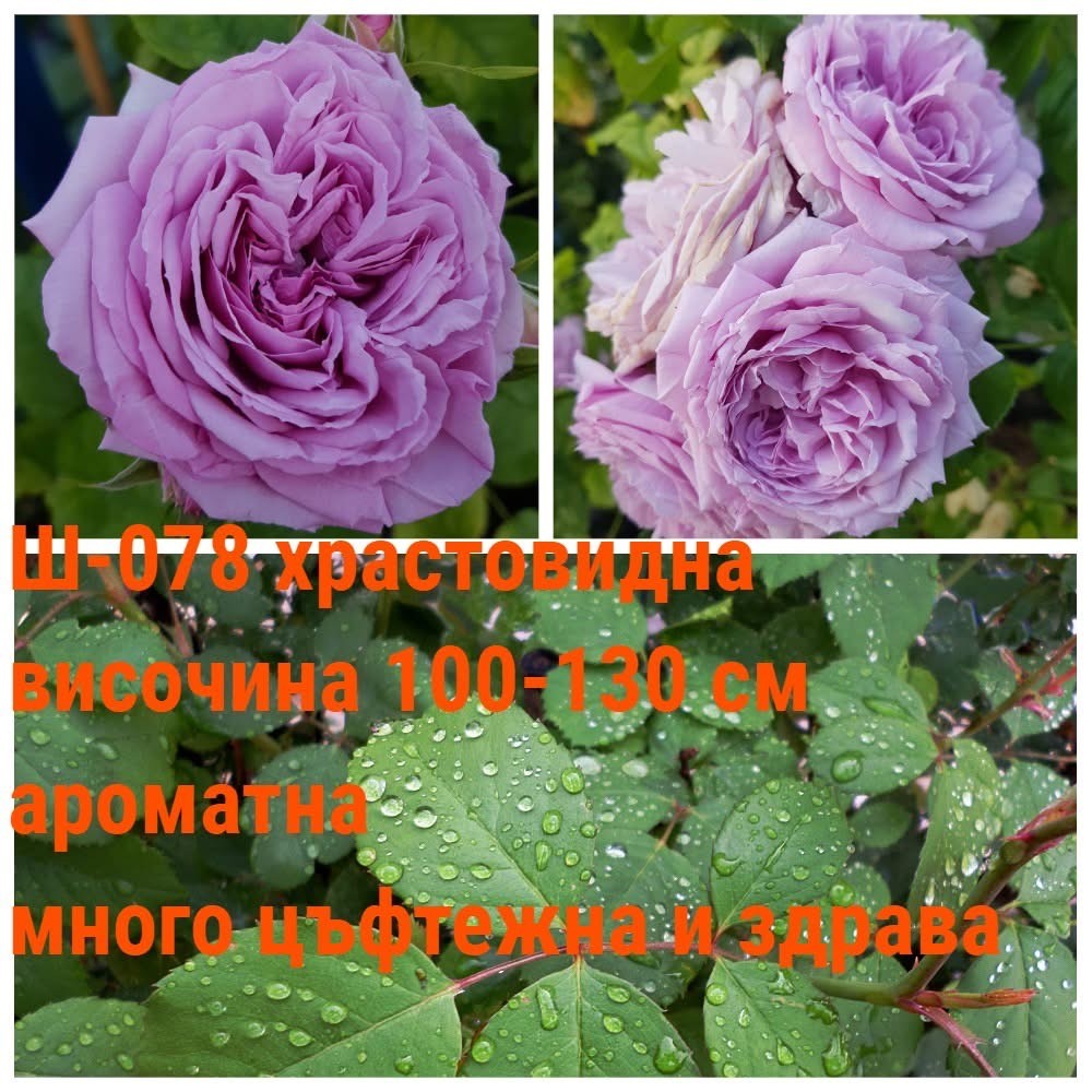 Ш-078 - Роза в саксия 2 л