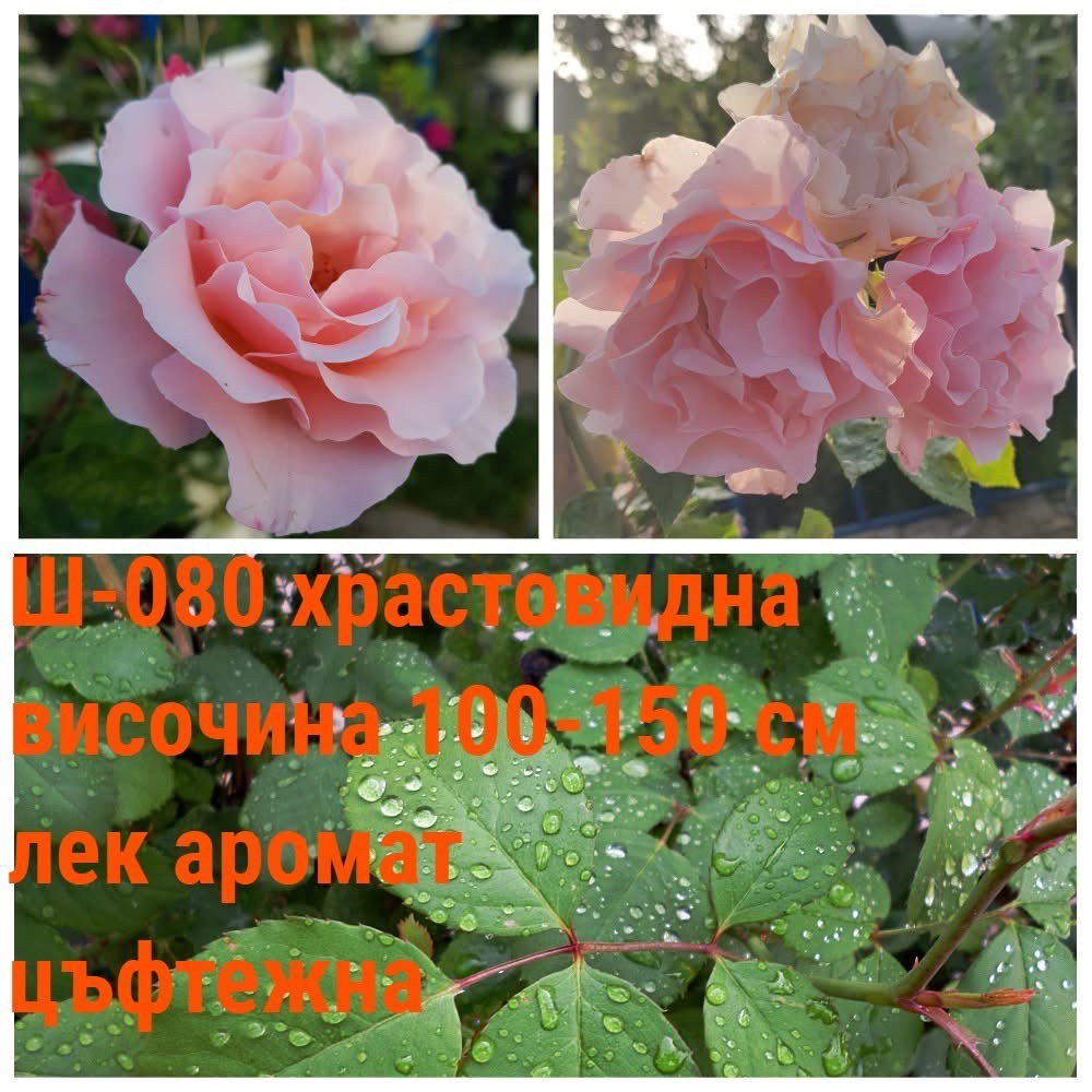 Ш-080 - Роза в саксия 2 л