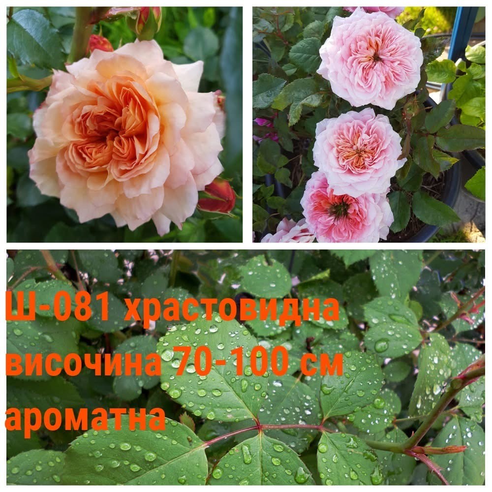 Ш-081 - Роза в саксия 2 л