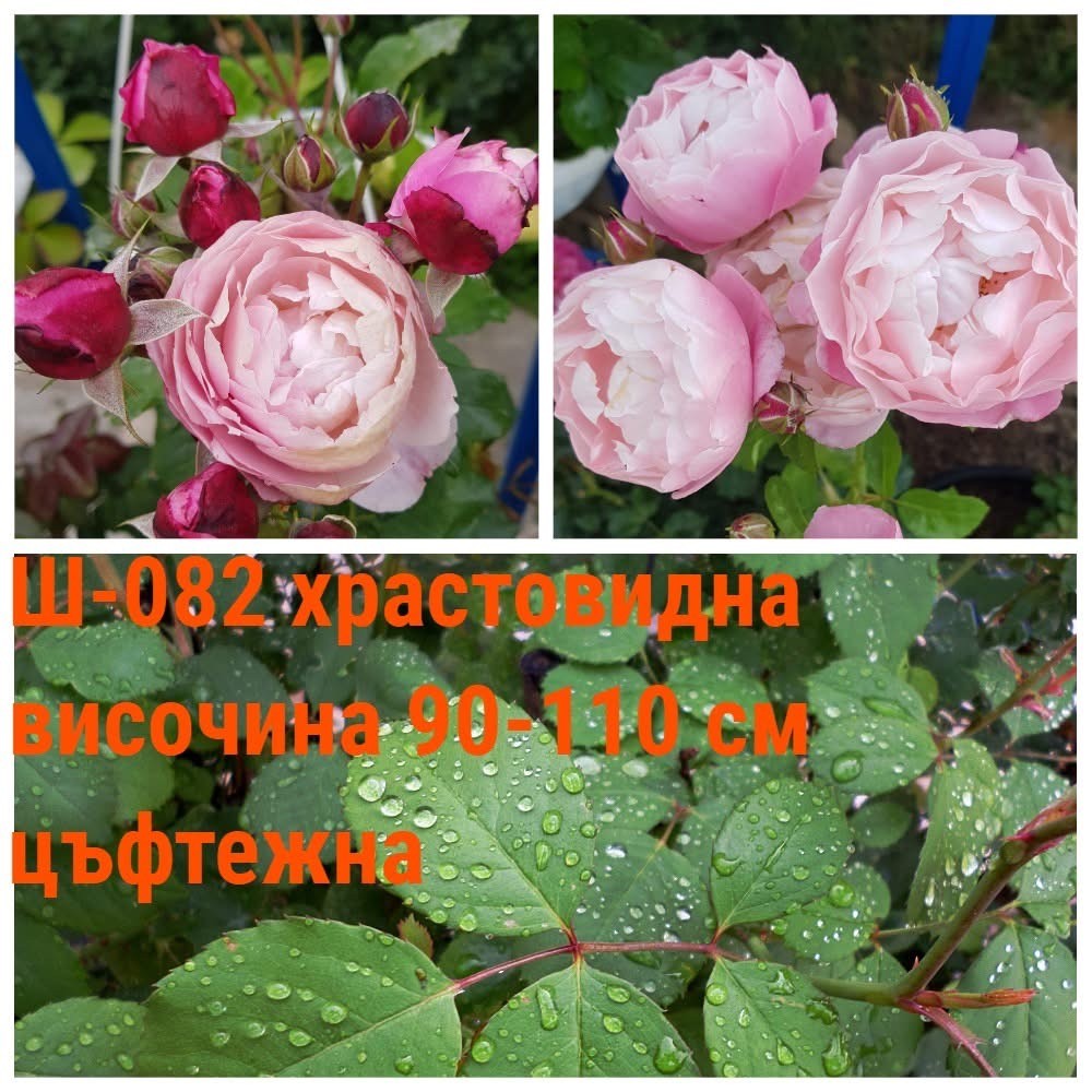 Ш-082 - Роза в саксия 2 л