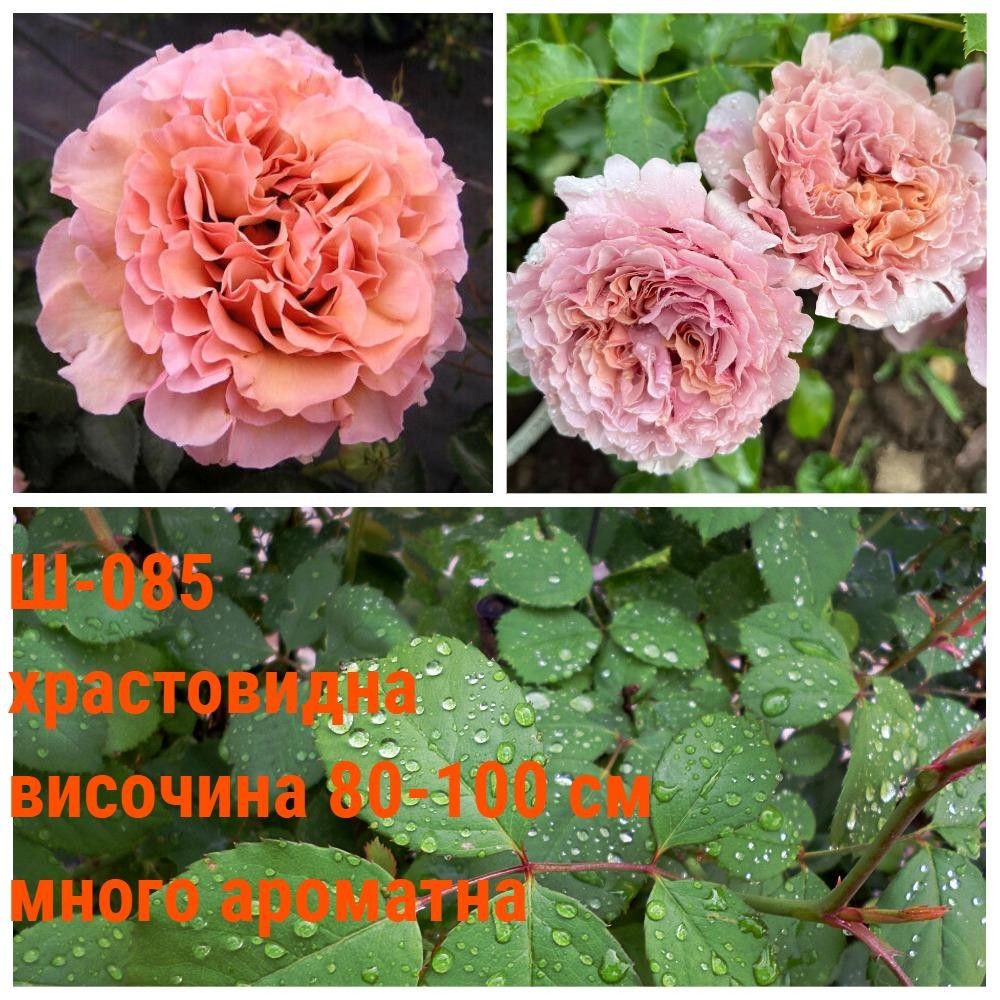 Ш-085 - Роза в саксия 2 л