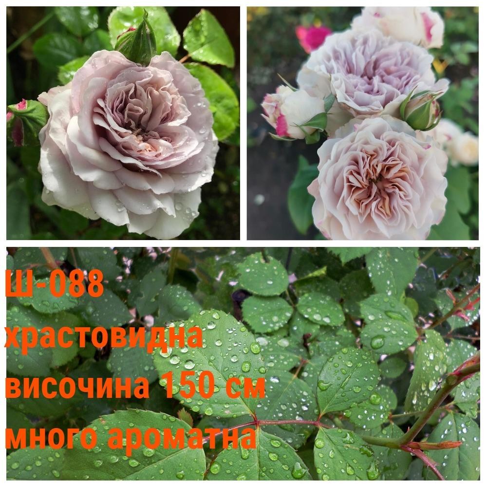 Ш-088 - Роза в саксия 2 л