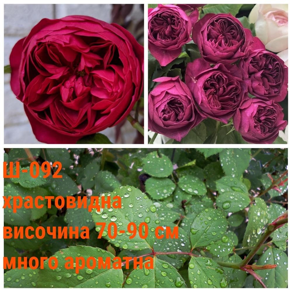 Ш-092 - Роза в саксия 2 л