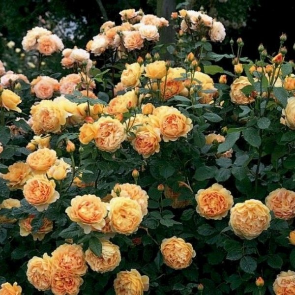 А-001 - Роза в саксия 3 л