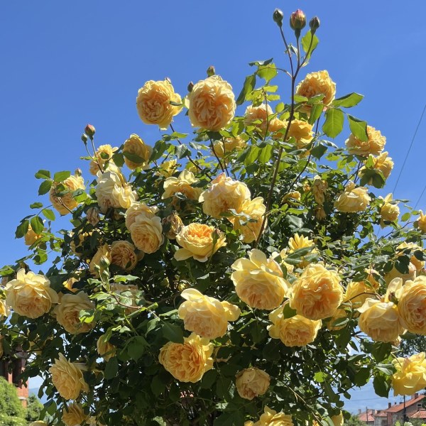 А-001 - Роза в саксия 7 л