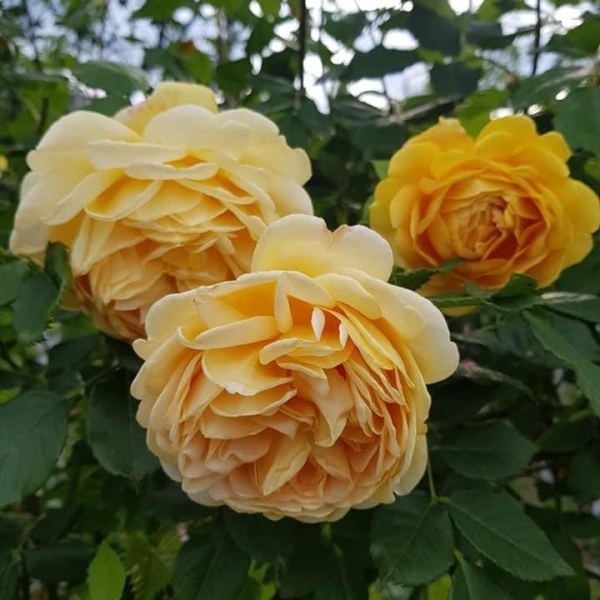 А-001 - Роза гол корен