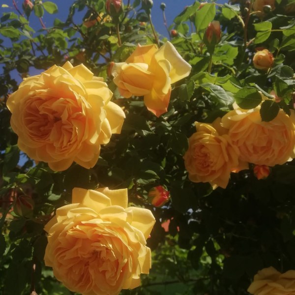 А-001 - Щамроза  в саксия 5 л