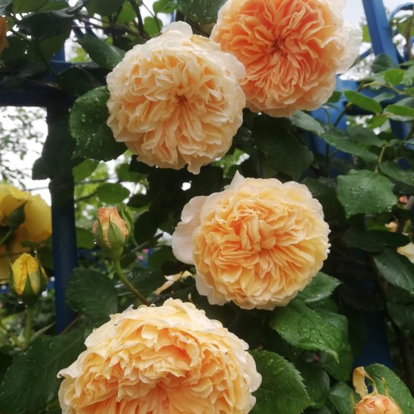 А-002 - Роза в саксия 3 л