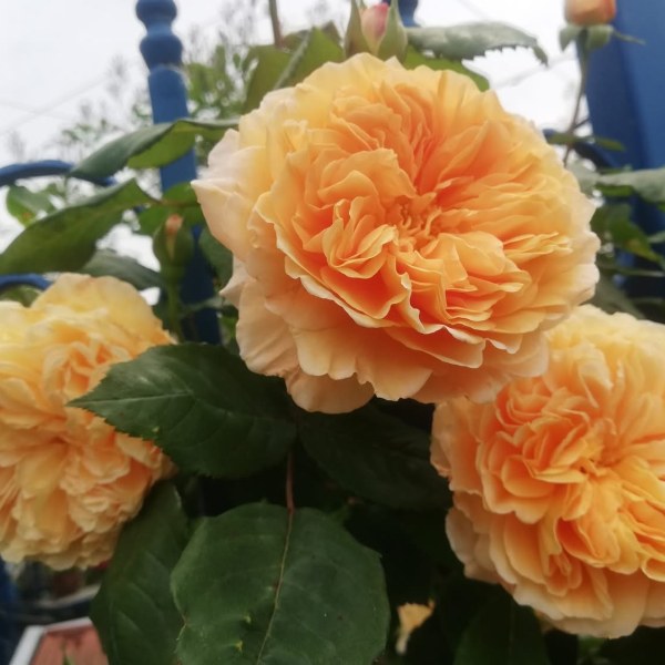 А-002 - Роза в саксия 7 л