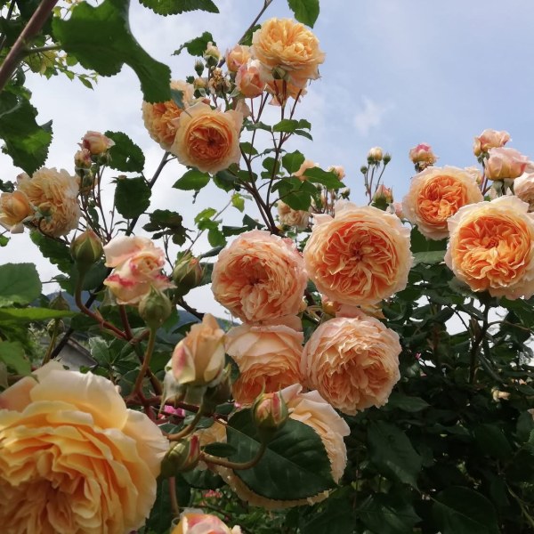 А-002 - Роза гол корен