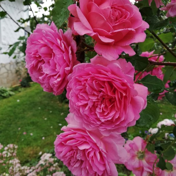 А-003 - Роза в саксия 3 л