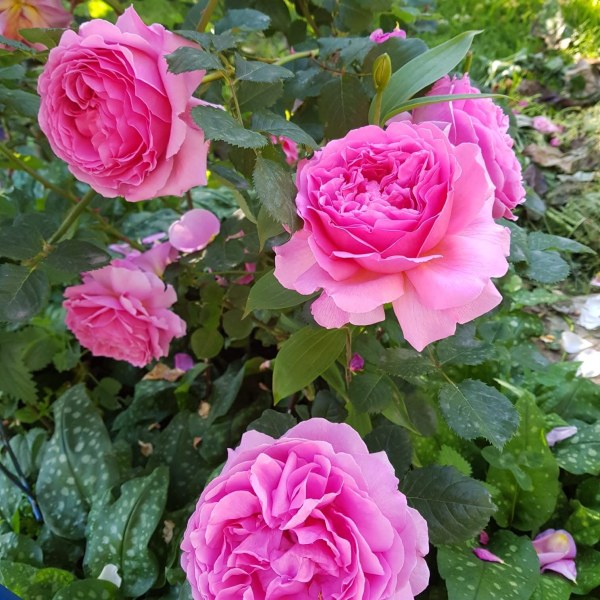 А-003 - Роза в саксия 7 л