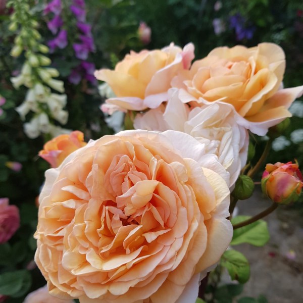 А-004 - Роза в саксия 3 л