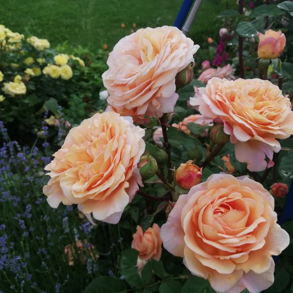 А-004 - Роза в саксия 7 л