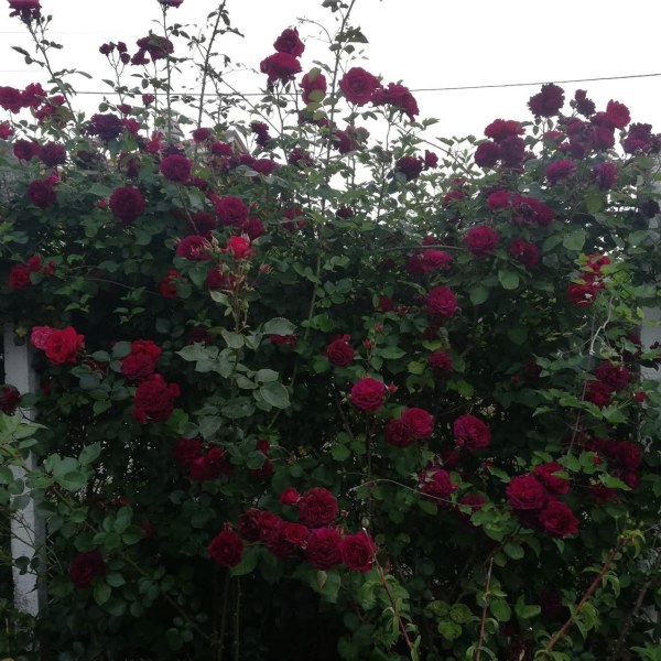 А-005 - Роза в саксия 3 л