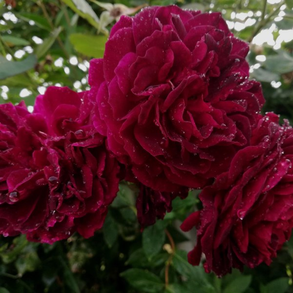 А-005 - Роза в саксия 7 л