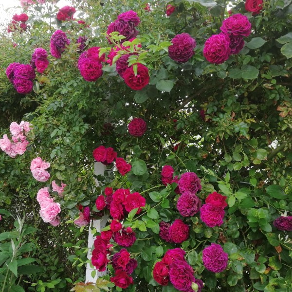 А-005 - Роза гол корен