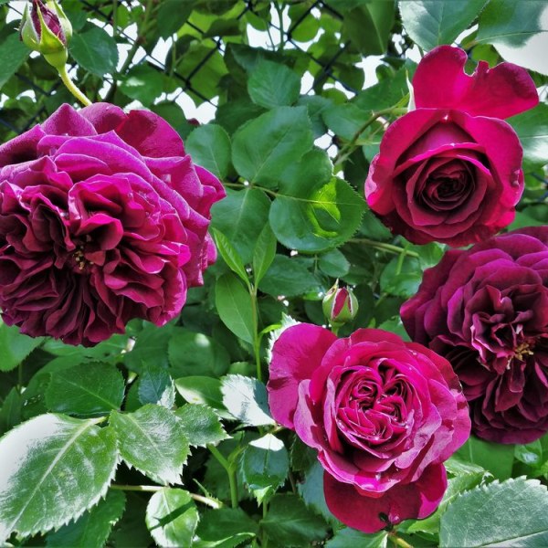 А-005 - Щамроза  в саксия 5 л