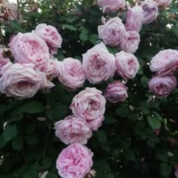 А-007 - Роза в саксия 3 л