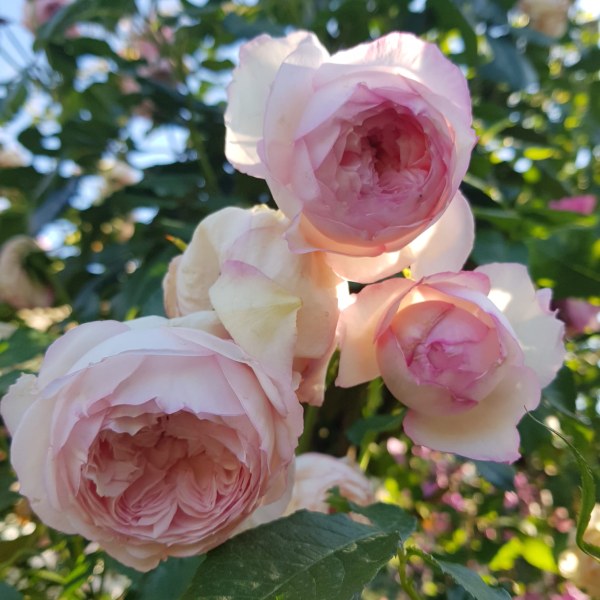 А-007 - Роза в саксия 7 л