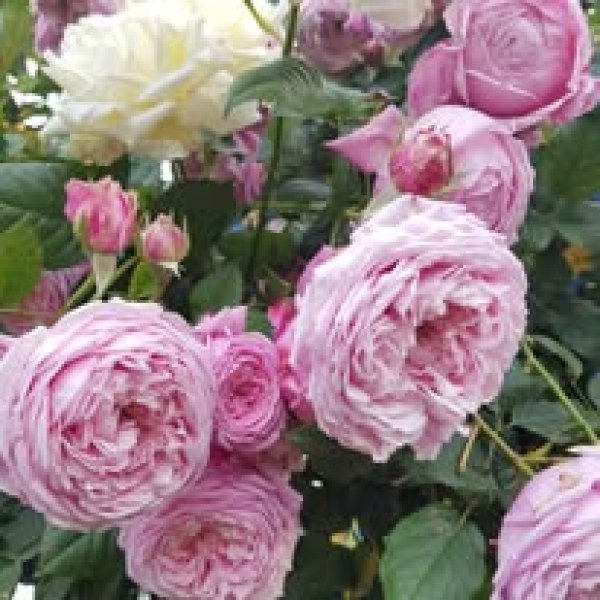 А-007 - Роза гол корен