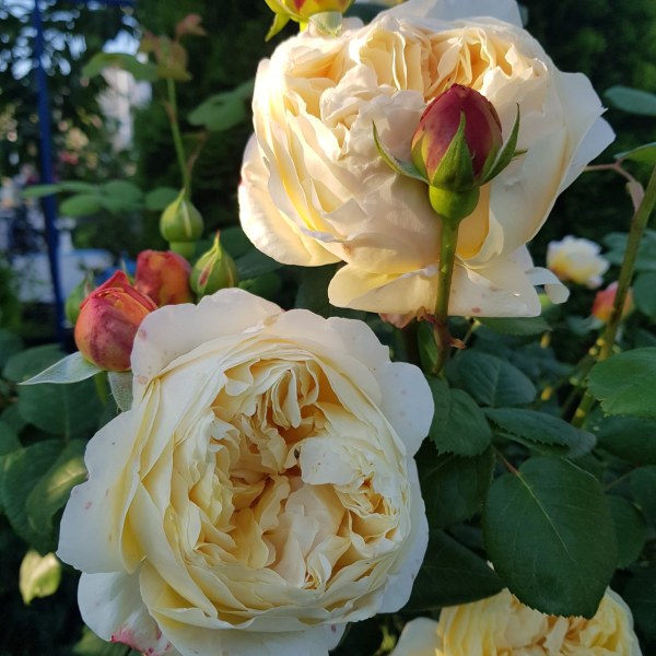 А-010 - Роза в саксия 3 л