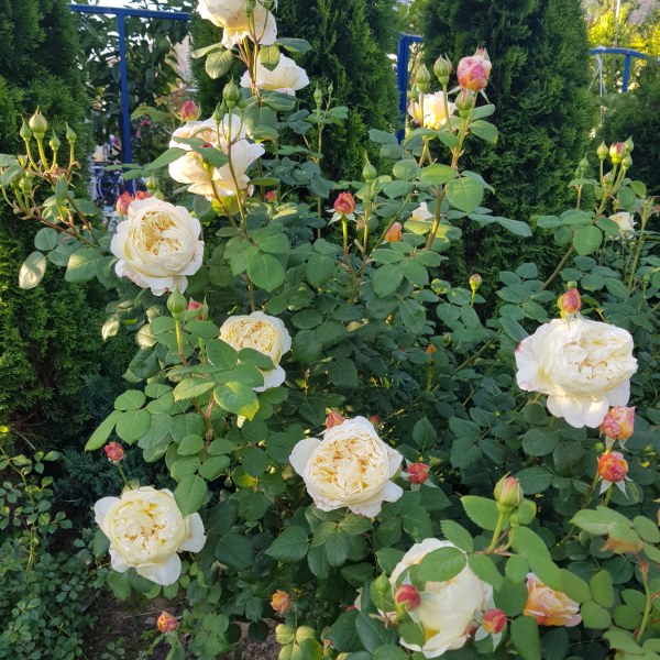 А-010 - Роза в саксия 7 л