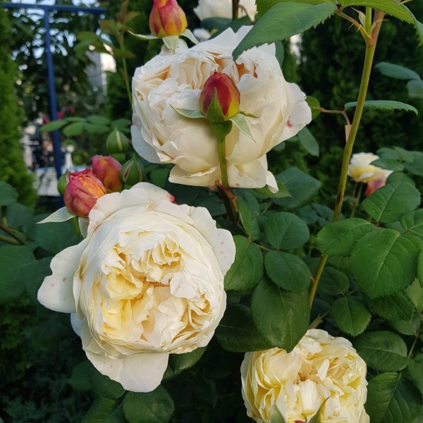 А-010 - Роза гол корен