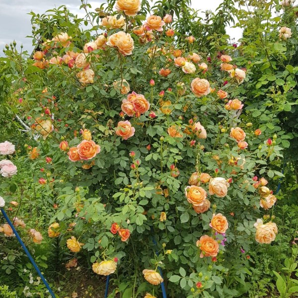 А-014 - Роза в саксия 3 л