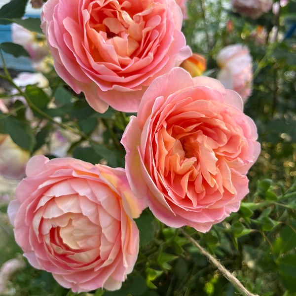 А-014 - Роза в саксия 7 л