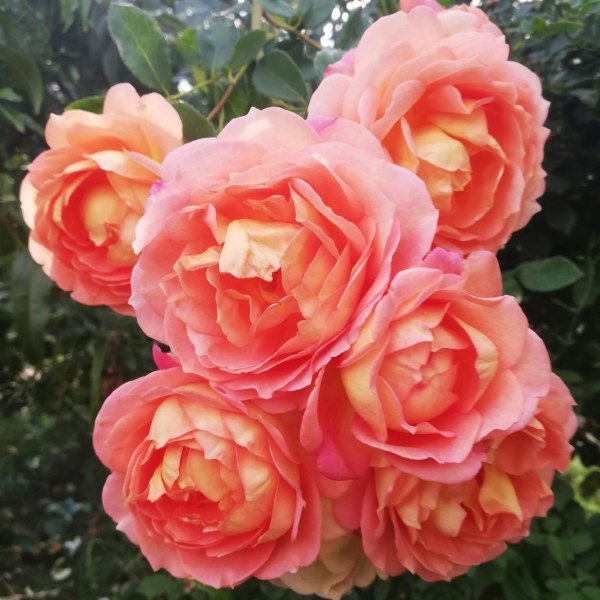 А-014 - Роза гол корен